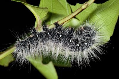 Saturnia japonica arisana