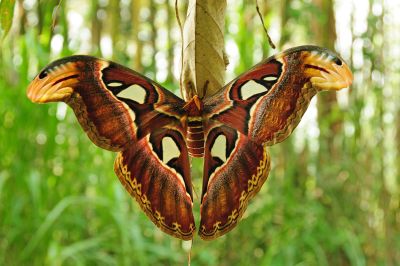 皇蛾 Attacus atlas atlas 雌蟲