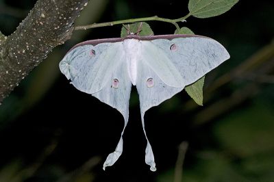 臺灣長尾水青蛾 Actias sinensis subaurea 雌蟲