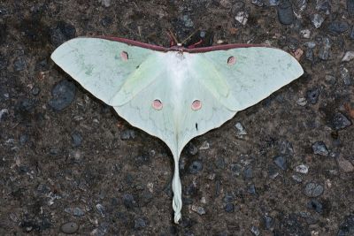 臺灣長尾水青蛾 Actias sinensis subaurea 雌蟲