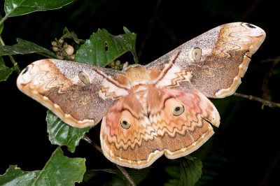 大綠目天蠶蛾 Saturnia thibeta okurai 雌蟲