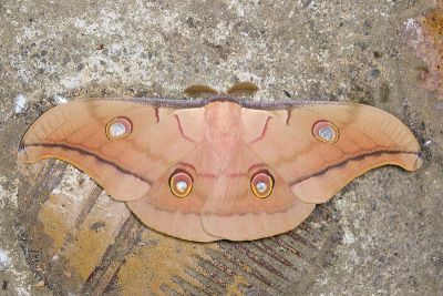 姬透目天蠶蛾 Antheraea pernyi 雄蟲