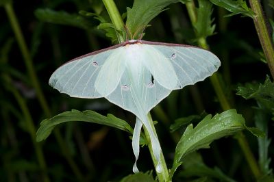 姬長尾水青蛾 Actias neidhoeferi 雌蟲