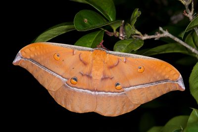 紅目天蠶蛾 Antheraea formosana 雌蟲