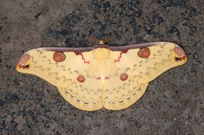深山大黃豹天蠶蛾 Loepa mirandula 雄蟲