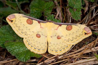 深山大黃豹天蠶蛾 Loepa mirandula 雌蟲