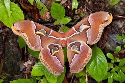 大眉紋天蠶蛾 Samia formosana 雌蟲