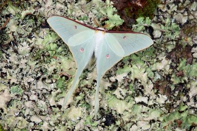 姬長尾水青蛾 Actias neidhoeferi 雄蟲