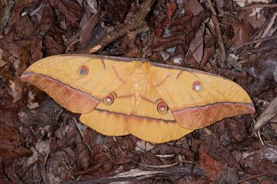 大透目天蠶蛾 Antheraea superba 雌蟲
