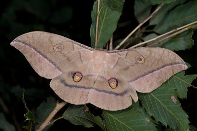 大透目天蠶蛾 Antheraea superba 雌蟲
