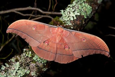 大透目天蠶蛾 Antheraea superba 雄蟲