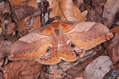 Saturnia japonica arisana 雌蟲