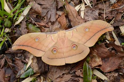 姬透目天蠶蛾 Antheraea pernyi 雄蟲