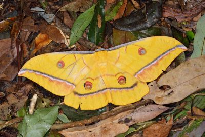 大透目天蠶蛾 Antheraea superba 雌蟲