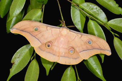 姬透目天蠶蛾 Antheraea pernyi 雄蟲