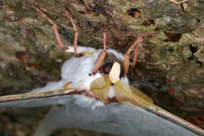 姬長尾水青蛾 Actias neidhoeferi 雄蟲