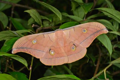 姬透目天蠶蛾 Antheraea pernyi 雄蟲