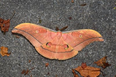 大透目天蠶蛾 Antheraea superba 雄蟲