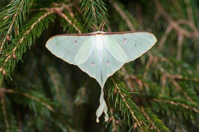 姬長尾水青蛾 Actias neidhoeferi 雌蟲