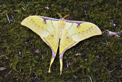 臺灣長尾水青蛾 Actias sinensis subaurea 雄蟲