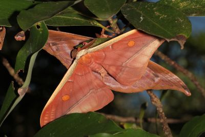 紅目天蠶蛾 Antheraea formosana 交尾中個體