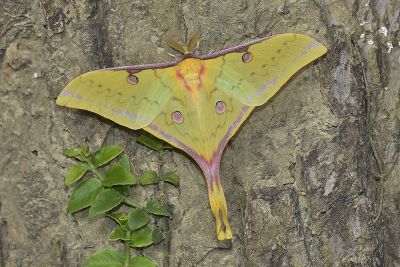 臺灣長尾水青蛾 Actias sinensis subaurea 雄蟲