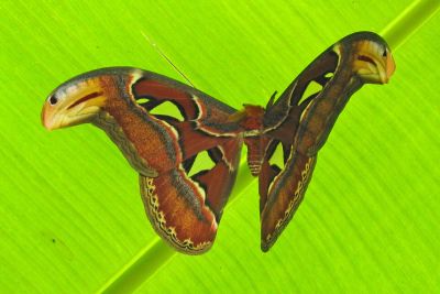 皇蛾 Attacus atlas atlas 雄蟲
