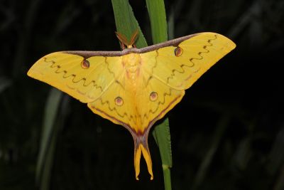 臺灣長尾水青蛾 Actias sinensis subaurea 雄蟲