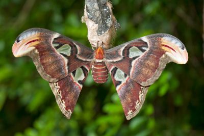 皇蛾 Attacus atlas atlas 雌蟲