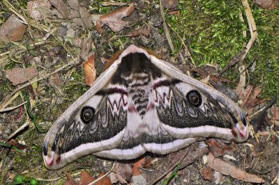 四黑目天蠶蛾 Saturnia pyretorum 雄蟲
