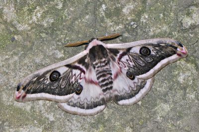 四黑目天蠶蛾 Saturnia pyretorum 雄蟲
