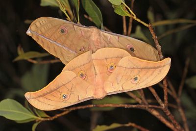 姬透目天蠶蛾 Antheraea pernyi 交尾中個體