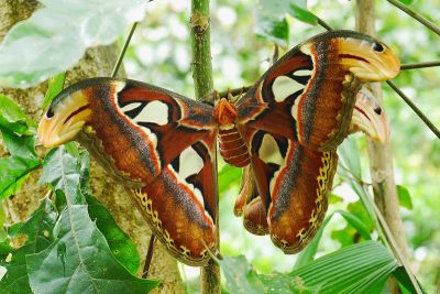 皇蛾 Attacus atlas atlas 交尾中個體