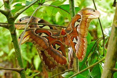皇蛾 Attacus atlas atlas 交尾中個體
