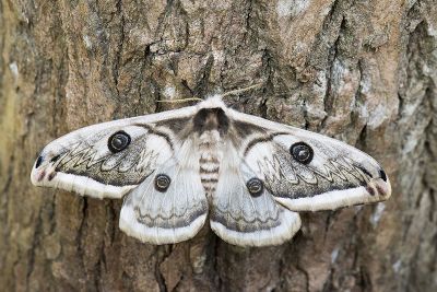 四黑目天蠶蛾 Saturnia pyretorum 雌蟲