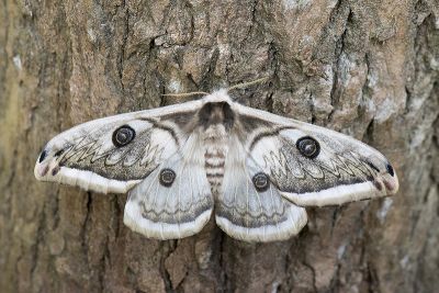 四黑目天蠶蛾 Saturnia pyretorum 雌蟲