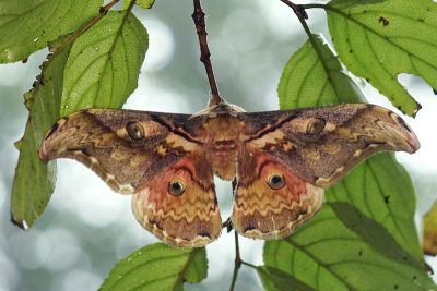 大綠目天蠶蛾 Saturnia thibeta okurai 雄蟲