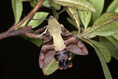 青背長喙天蛾 Macroglossum bombylans 雄蟲