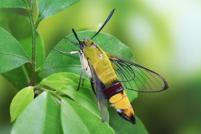 大透翅天蛾 Cephonodes hylas 性別不明