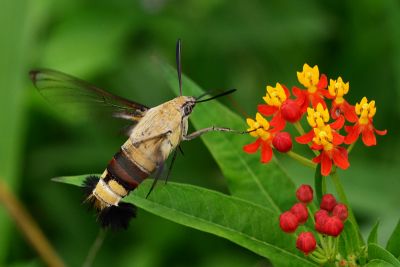 大透翅天蛾 Cephonodes hylas 雄蟲