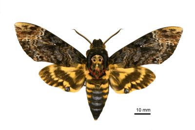 人面天蛾 Acherontia lachesis 雄蟲
