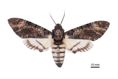 後黃人面天蛾 Acherontia styx 雌蟲