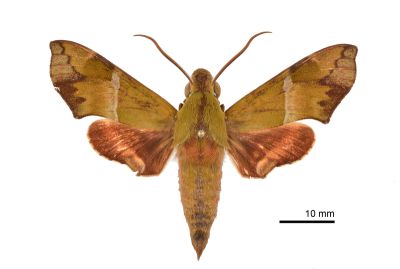 褐綠天蛾 Angonyx testacea 雄蟲