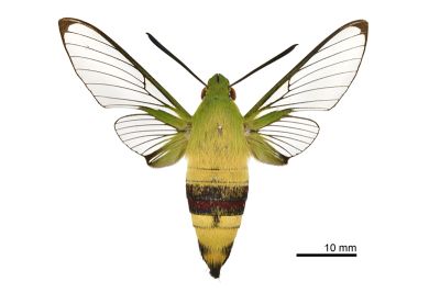 大透翅天蛾 Cephonodes hylas 雄蟲