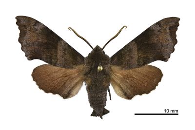 楓天蛾 Cypoides chinensis 雄蟲