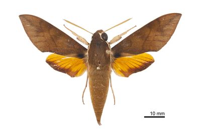 後黃白眉天蛾 Gnathothlibus erotus 雌蟲