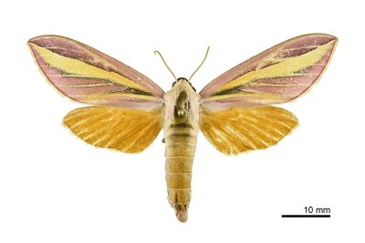 黃條天蛾 Leucophlebia lineata 雌蟲