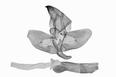 黃條天蛾 Leucophlebia lineata 雄蟲