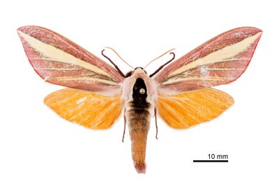 黃條天蛾 Leucophlebia lineata 雄蟲