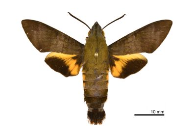 平帶長喙天蛾 Macroglossum corythus corythus 雌蟲